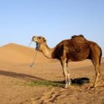 Camel Desert Dream