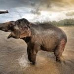 elephant dream meaning