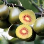 Kiwi fruit (Chinese gooseberry, strawberry peach