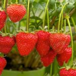 Strawberries940x627