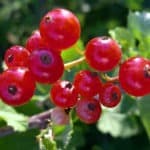 red-currant-image