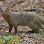 Mongoose dream meaning