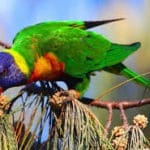 parrot dream meaning