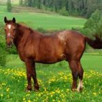 horse dream meaning