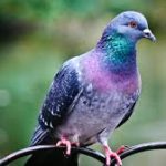 pigeon dream meaning