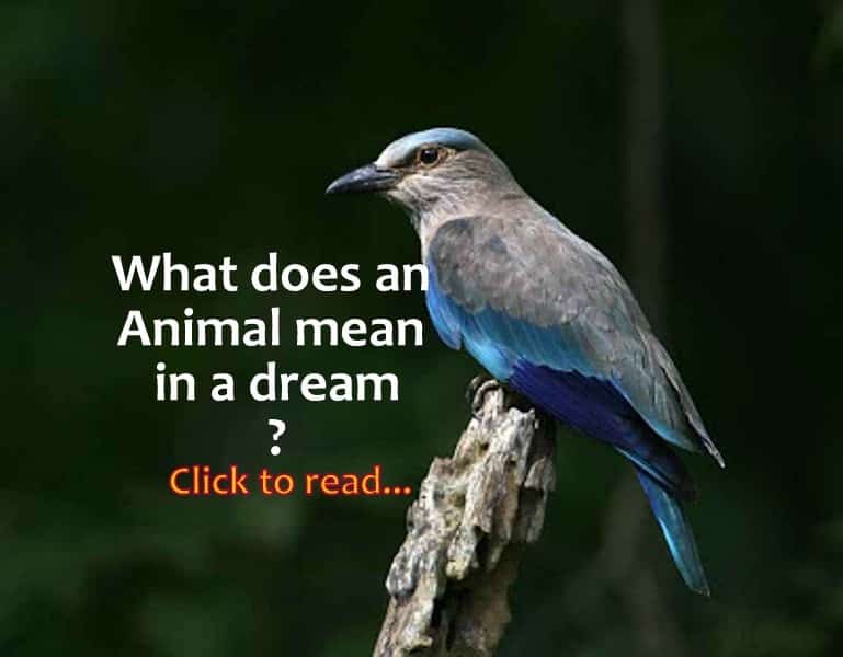 Animal dreams, What does an Animal mean in a dream – lifeinvedas
