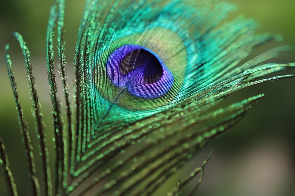 Dreaming a peacock feather