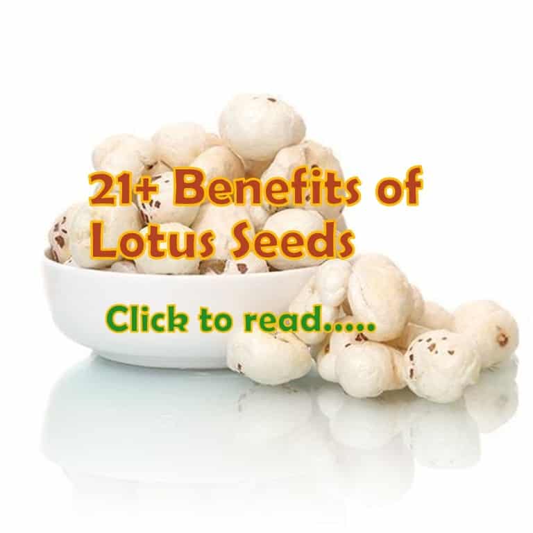 Lotus seeds Phool makhana