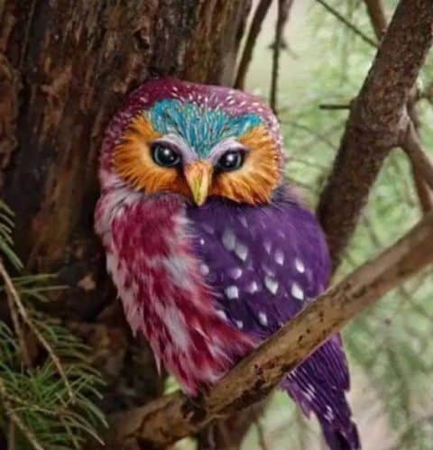 Owl Symbolism Dream Meaning