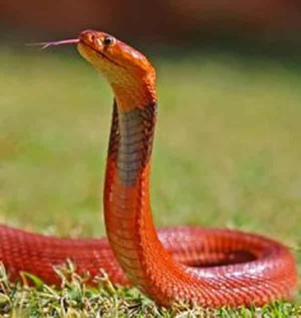 Snake in dream meaning Hindu