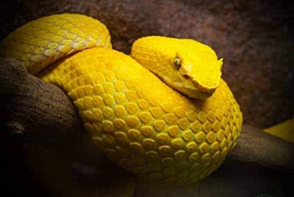 Yellow snake dream meaning