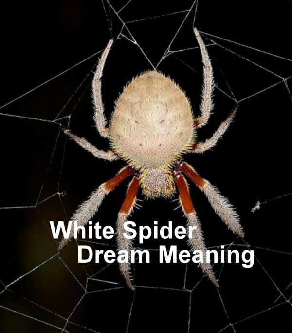 Spider Dream Meaning