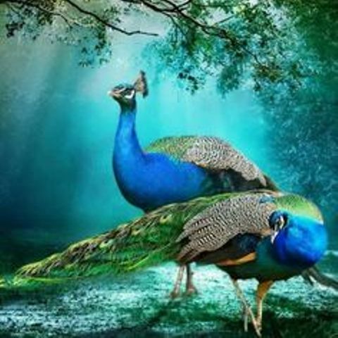 peacock dream meaning