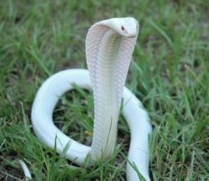 white snake dream