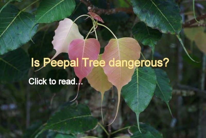 Is Peepal Tree dangerous