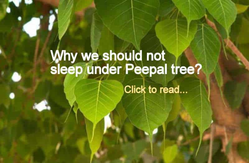 Why should not sleep under peepal tree