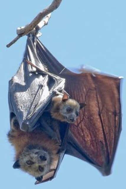 bats in a dream