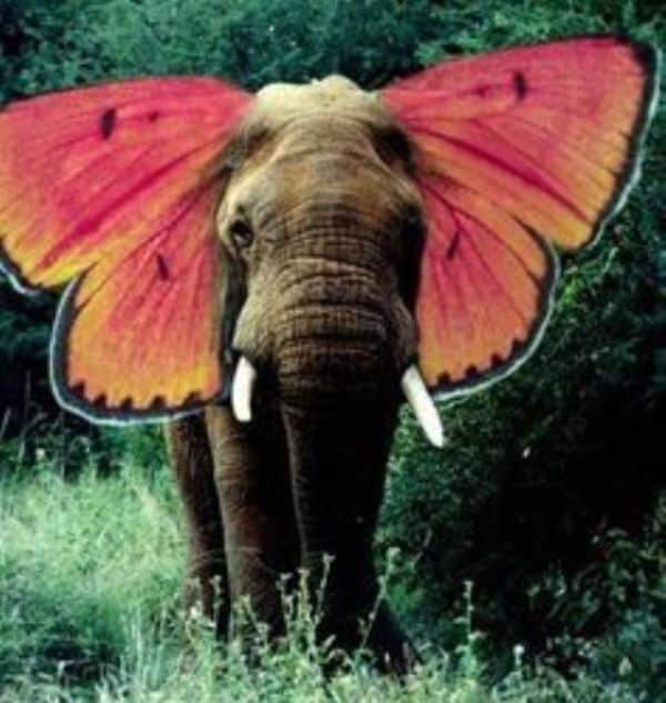 Elephant dream meaning