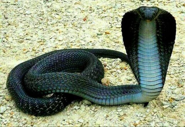 Black snake dream meaning