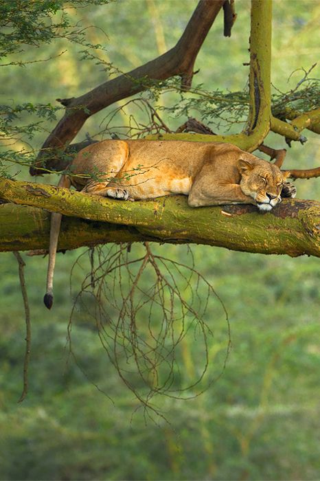 Dream about lion sleeping