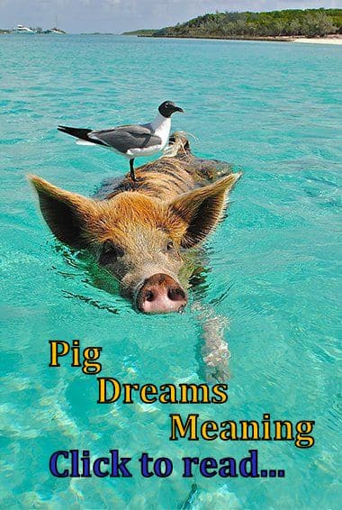 pig in dream meaning