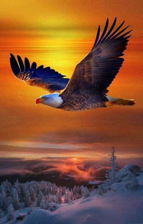Seeing eagle in dream