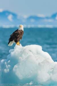 Bald eagle dream meaning