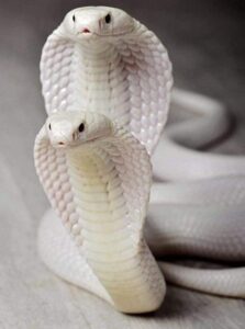 White Snake Dream Meaning 