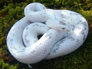 White Snake Dream Meaning