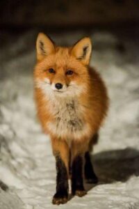 Foxes in dreams