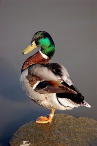 duck in dream meaning